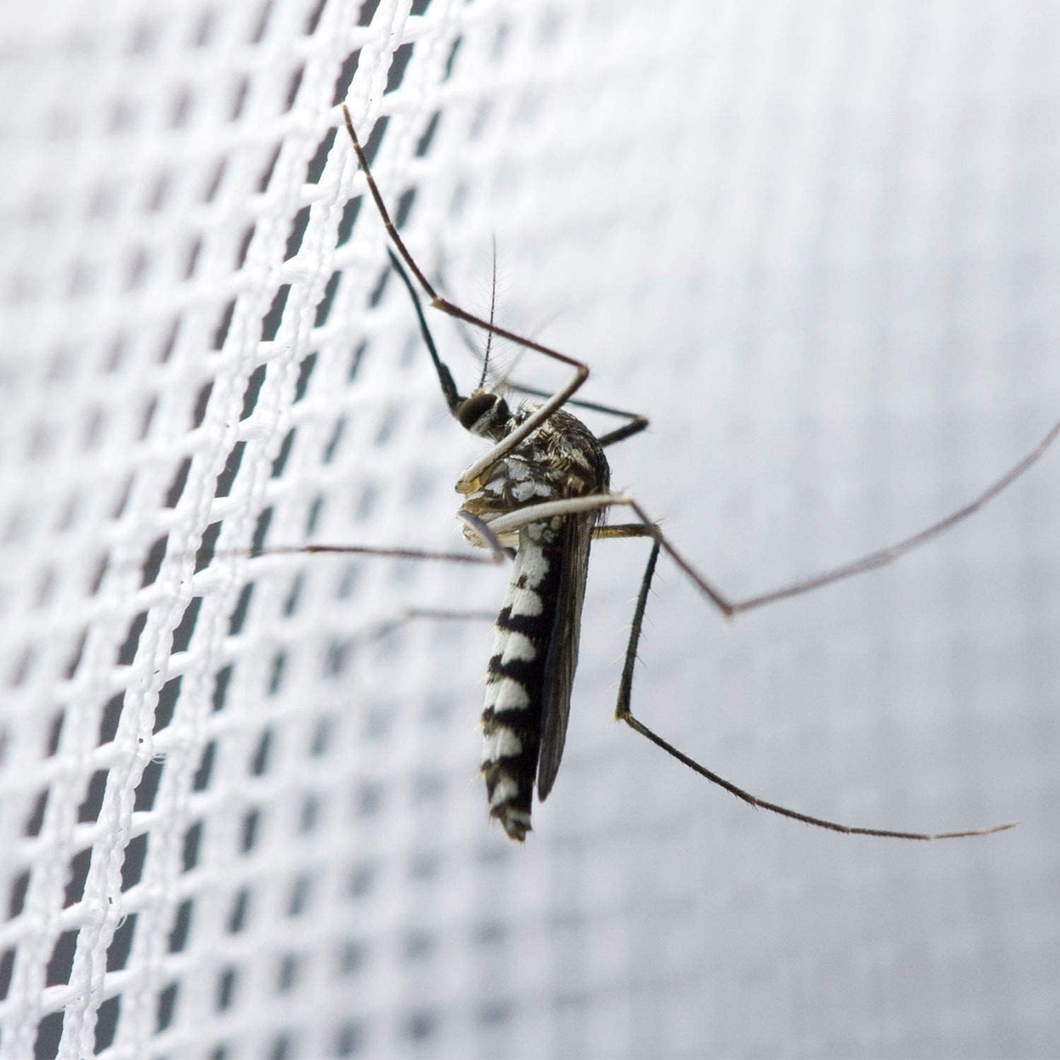 Bed Canopy with LED Star Lights, Black Canopy Bed Curtain with RGB Color Changing String Lights with Smart App Control Remote for Princess Girls Bedroom, Suggested for Twin Full Queen King Bed: White-1 Opening