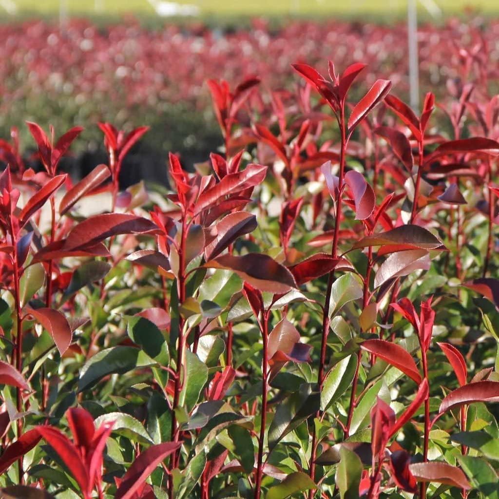 Photinia Red Tip | 3 Extra Large Trade 3 Gallon Plants | Photinia x Fraseri | Evergreen Landscape Hedge Shrub