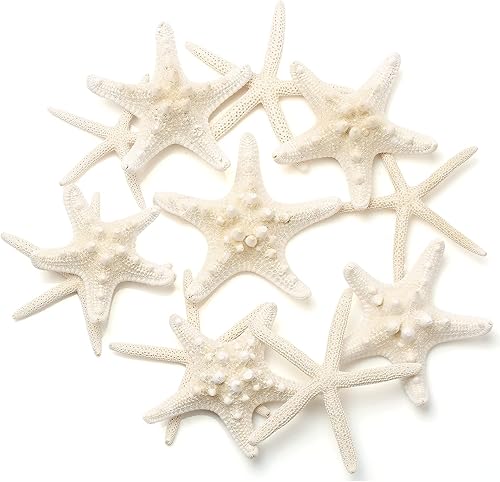 12 piezas de estrellas de mar | Decoración de estrellas de mar de 2.5 a 6 pulgadas | Conchas naturales de estrella de mar a granel perfectas para