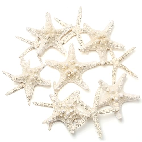 12 PCS Starfish | 2.5-6 Inch Starfish Decor | Natural