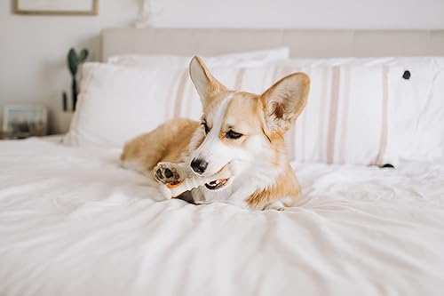 Miniatura 9 de Nylabone Power Chew - Paquete de juguete en forma de nudillo y con golosinas, juguete resistente para perros agresivos y bolsa para golosinas, sabor