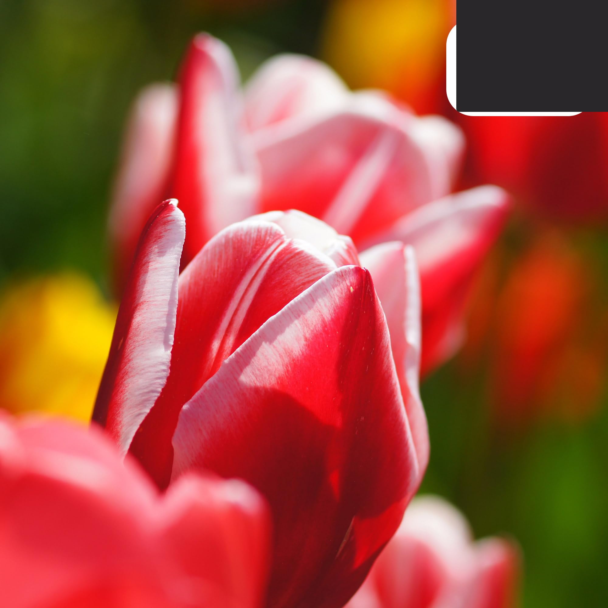Bulbos de tulipán Candy Apple Delight | 20 Piezas - Tulipán rojo y blanco - 30-50cm - Ø10-12cm - Multitrato - bulbo de flor - Planta de jardín