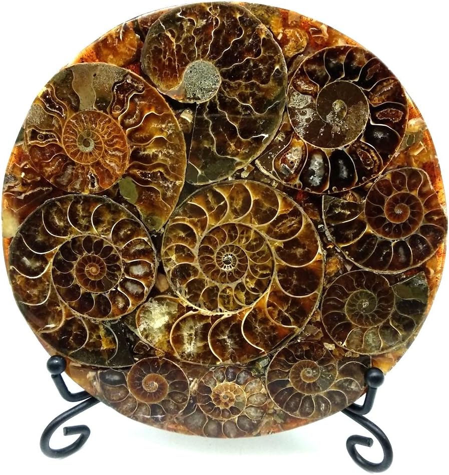 LIXUAN Half Cut Ammonite Fossil Shell Jurassic Fossil Disc with Stand Madagascar (110mm)
