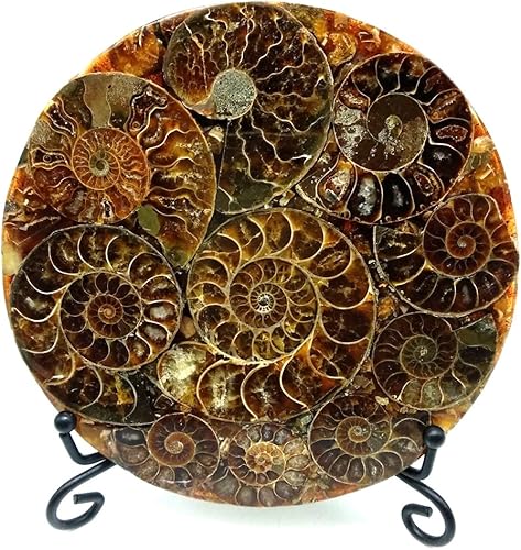 LIXUAN Disco fósil jurásico de cáscara de amonita de corte medio con soporte Madagascar (4.331 in) disponible en Yaxa Colombia