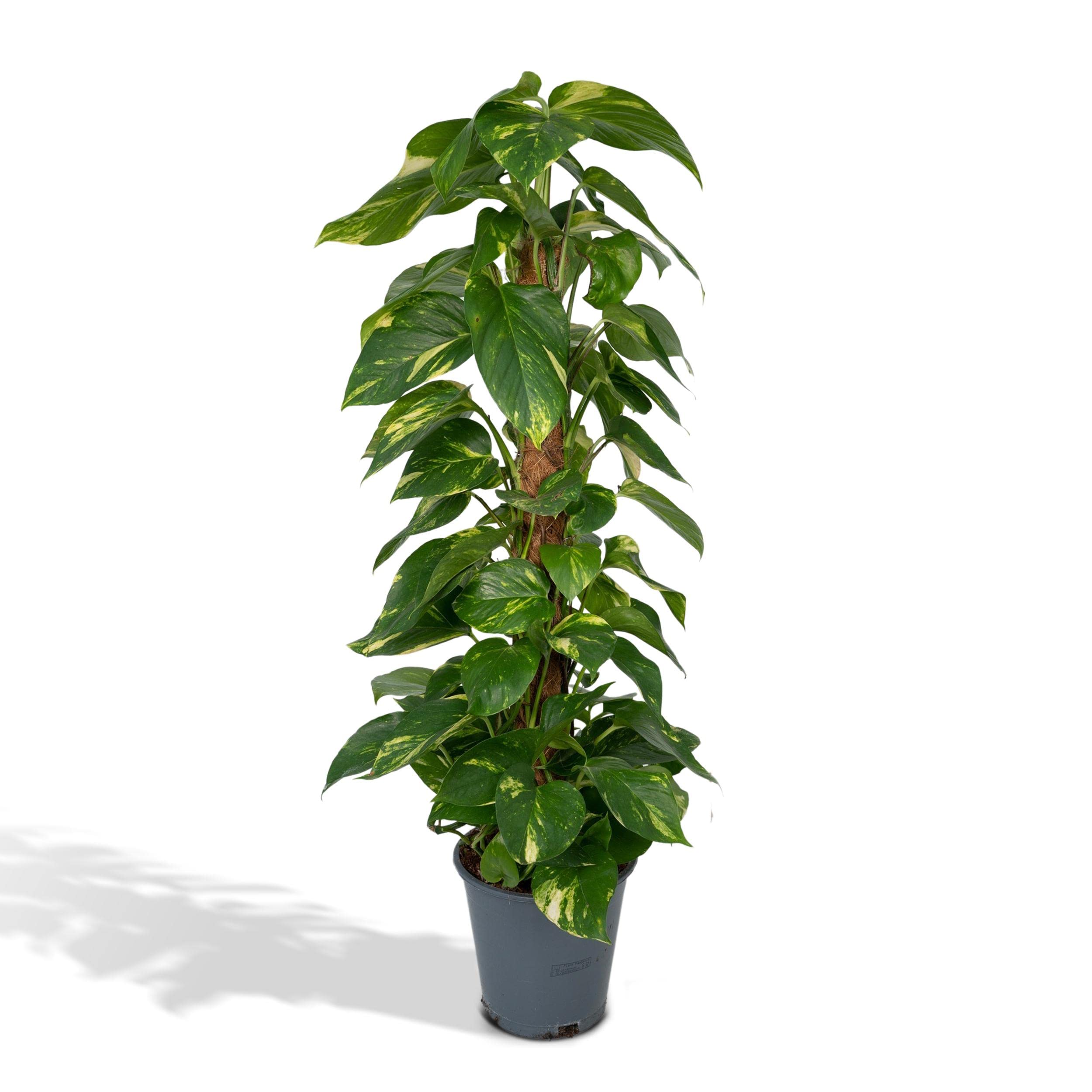 glckskastanie winter Pachira aquatica - Glckskastanie :21 H:80 cm - Pflanzen sicher zu dir  nach Hause