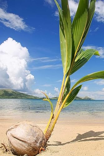 Árbol de coco, amarillo (excluye Ca), 36 pulgadas