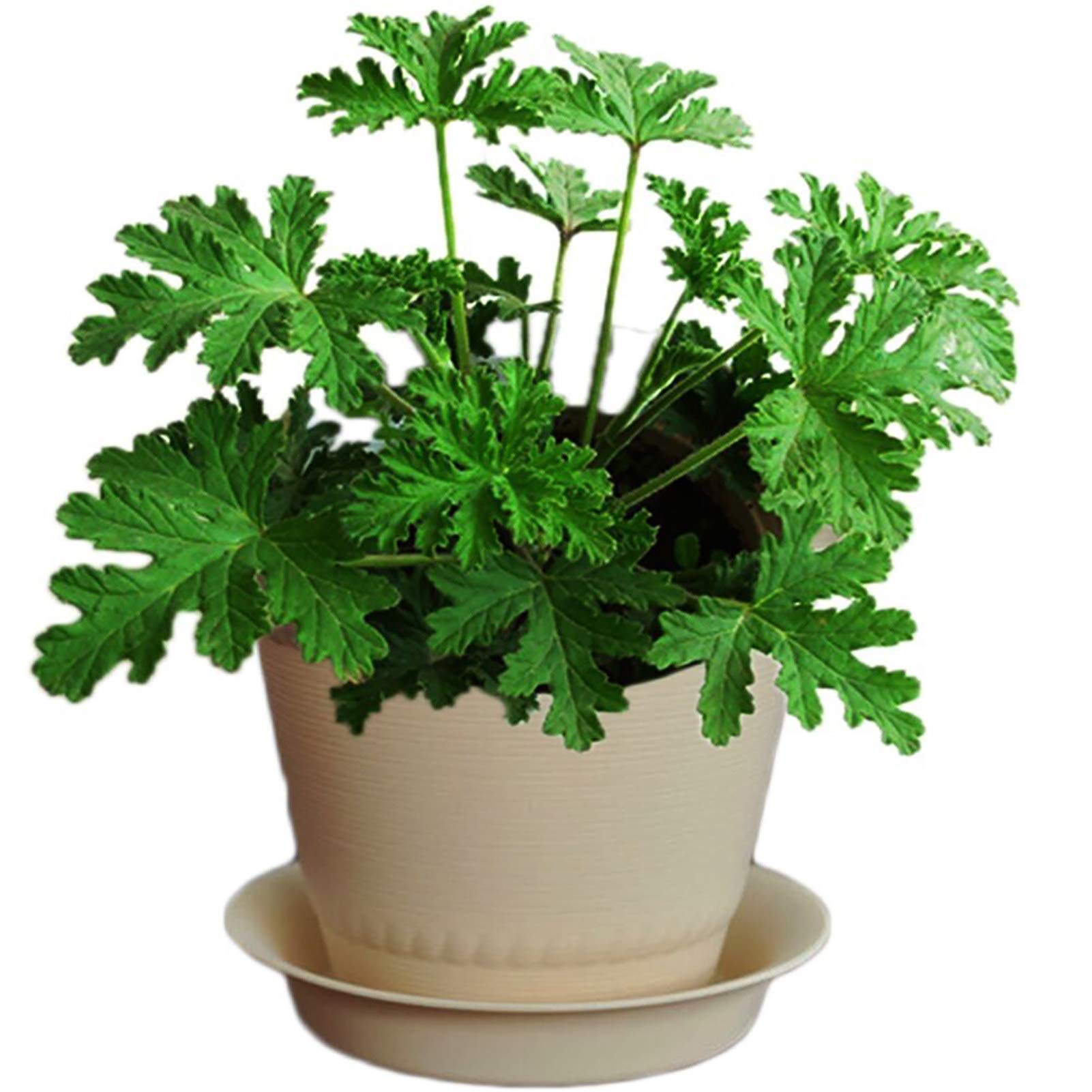 DFBTYG 1 Bag Mozzie Buster Seeds Easy to Plant Prolific Natural Garden Grass Seeds for Home - Mozzie Buster Seeds