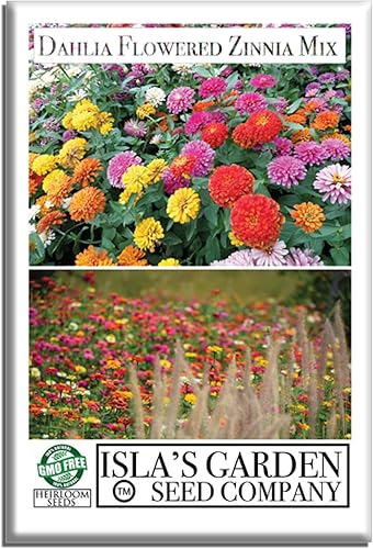 Dahlia - Semillas de flores de Zinnia para plantar, más de 500 semillas de flores tradicionales por paquete, semillas de jardín de Isla, sin OMG,