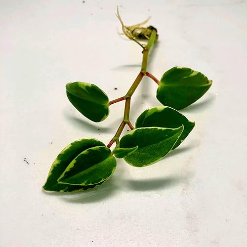 Blissful's - Esquejes de tallo de peperomia, giro cítrico, Obtusa, Cupido, paquete de inicio de plantas de interior con mecha, fácil de cultivar,