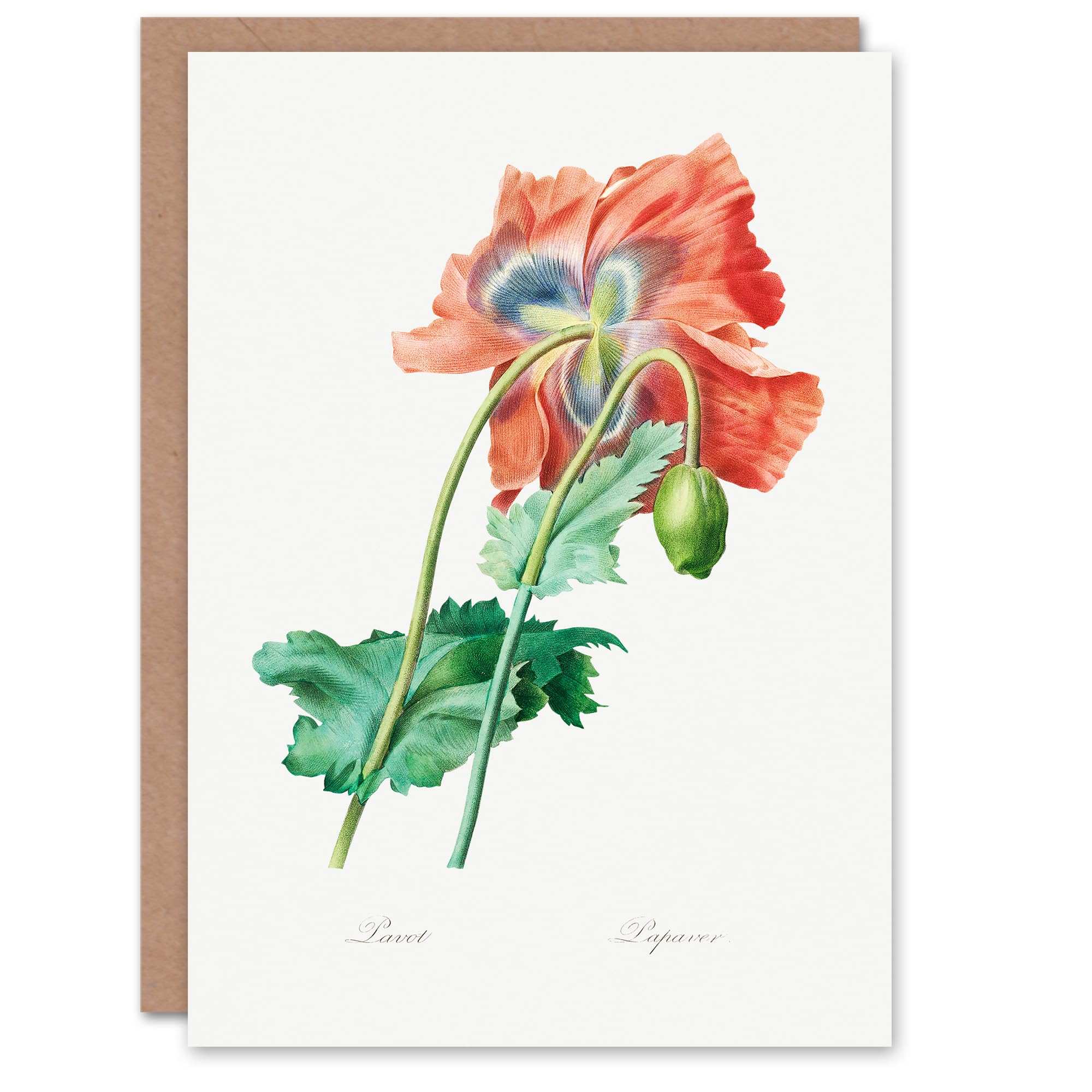 Artery8 Pierre-Joseph Redouté Art Card Poppy Flower Vintage Botanical Illustration