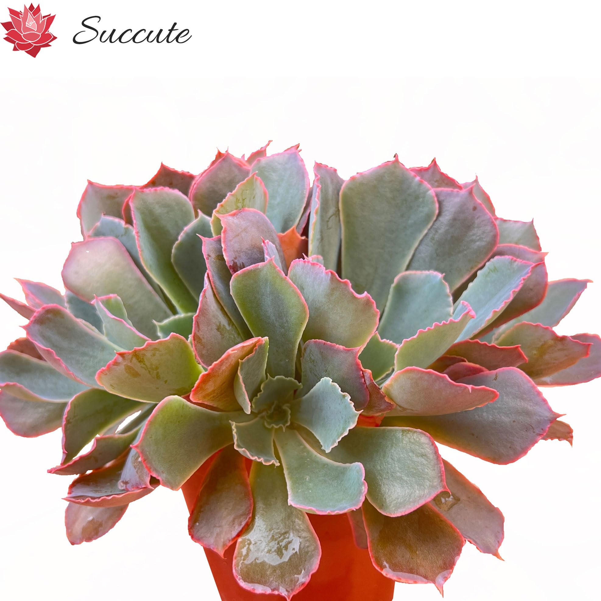 シャビアナ◎多肉植物 カット苗 韓国苗 エケベリア等 シャビアナ◎多肉植物 カット苗 韓国苗 エケベリア等