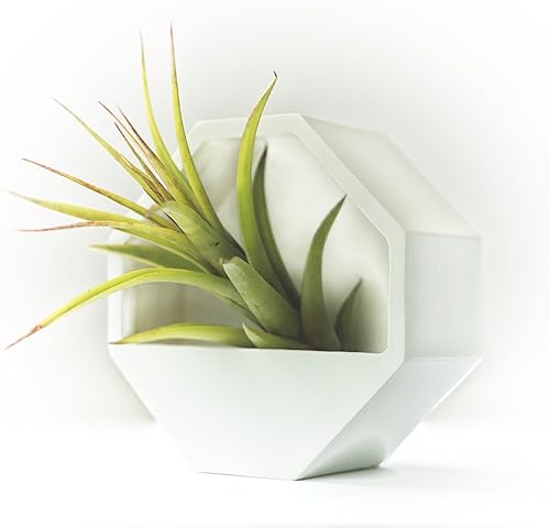 Miniatura 5 de Juego de 2Suculentas Maceta Macetas Maceta, para colgar en la pared. Tillandsia Air macetas plantas terrario, Hanging Plant Soporte para Cactus y