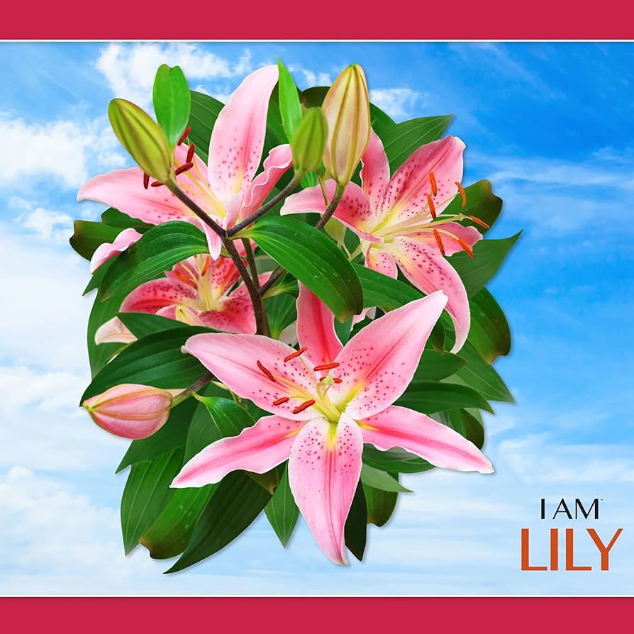 Amazon.com: Madd CAPP: I Am Lily - 350 Piece Jigsaw Puzzle - 8002