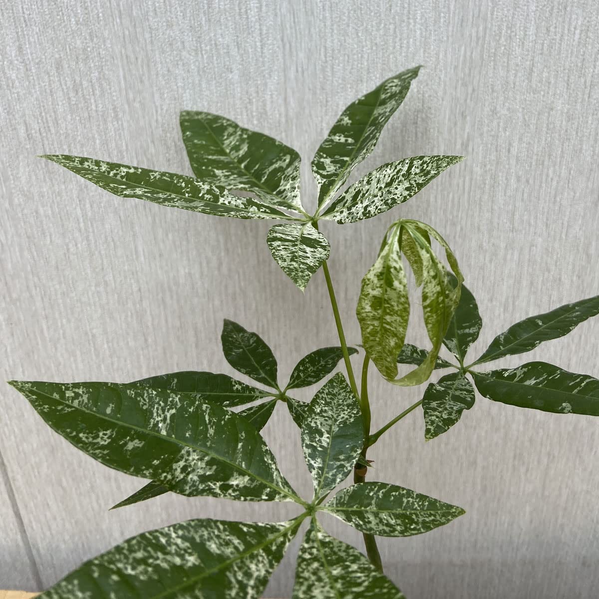 珍品！Pachira glabra'Dwarf' 矮性実生薬じゃ無いです！ | ヤマダ