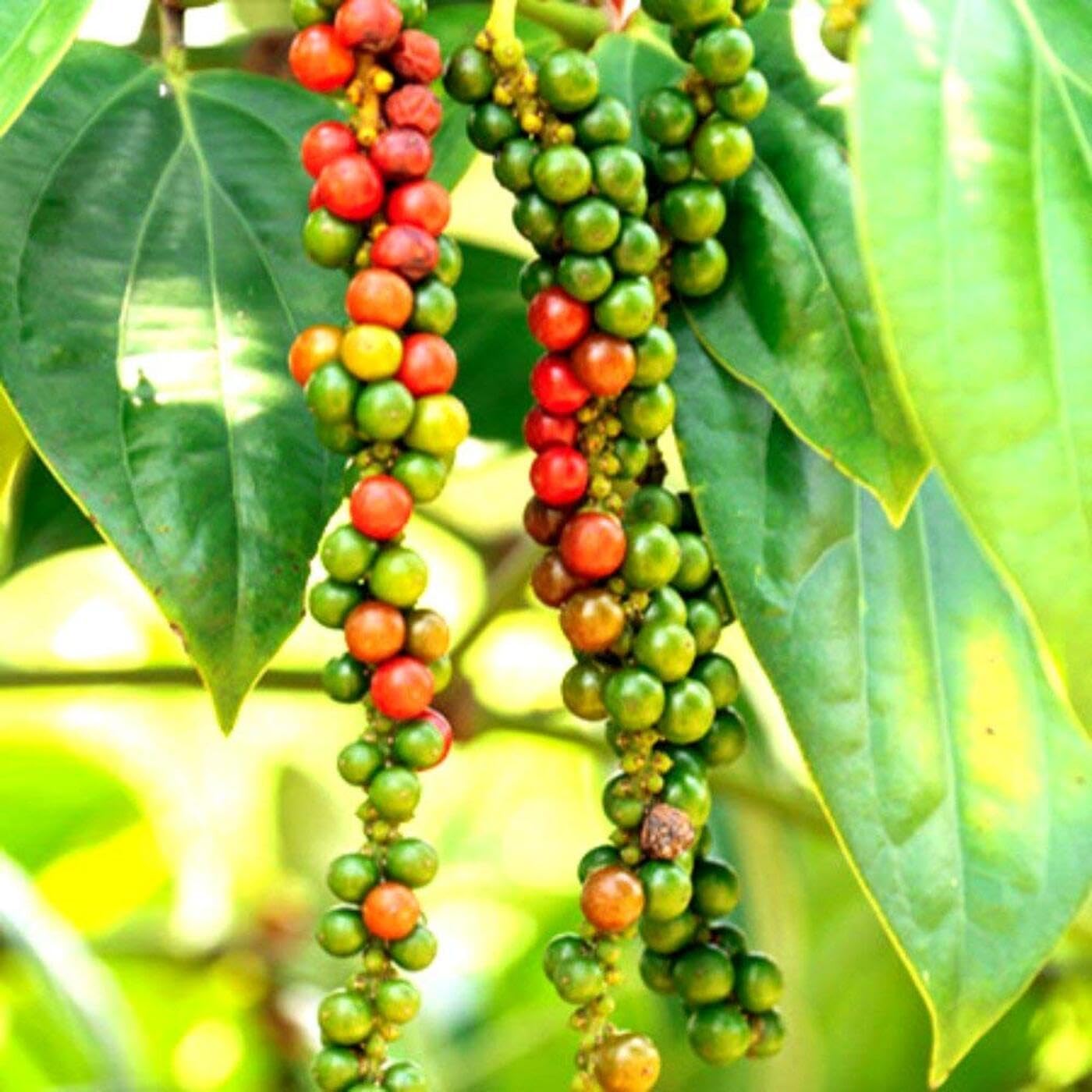 ONLINE PLANT BAZAR Original Black Pepper Gole Mirch Kala Mirch Piper nigrum Live Plant-BP-1 (B0CRF6RQG8) Amazon Price History, Amazon Price Tracker