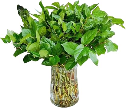 One Bunches of Fresh and Natural Salal Long Leaf Long Storage time Hydroponic DIY Flower Arrangement Floral Embellishment Leaves