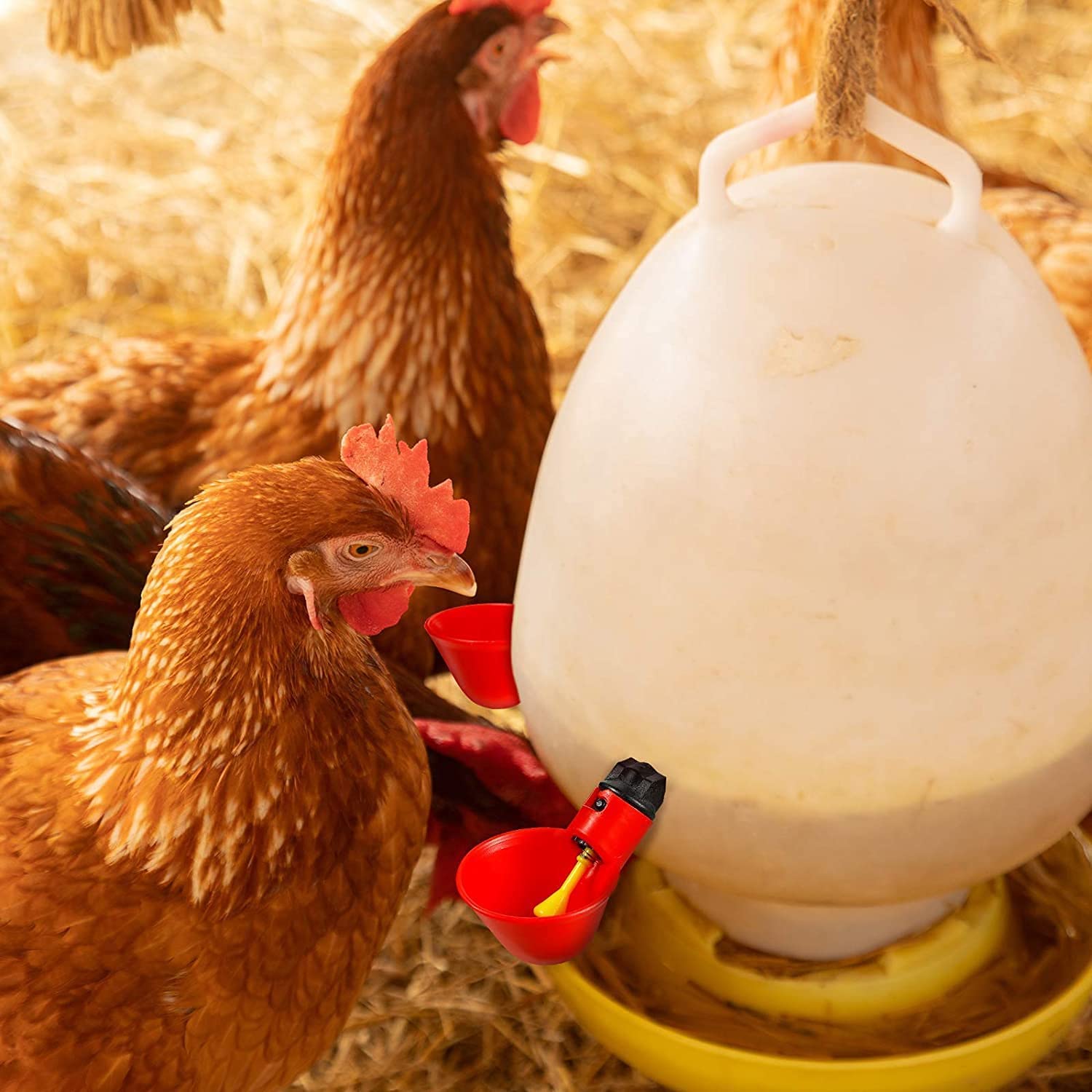 Abbeveratoio Automatico Per Polli | Set 5 Pezzi | Valvola A Beccaggio | Materiale ABS Resistente - Foto 6