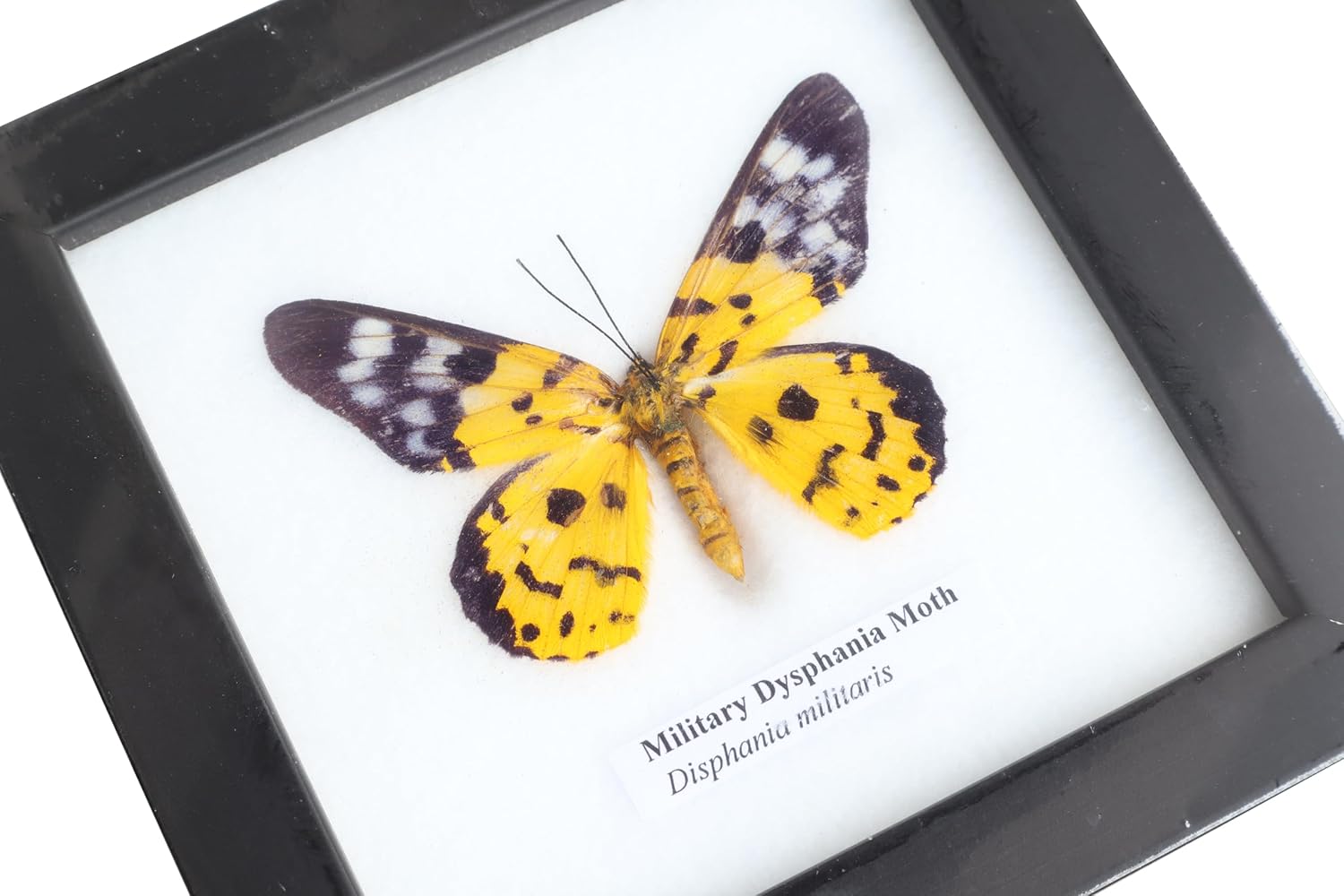 ThaiHonest Real Military Dysphania Moth Taxidermy Display - Exotic Insect Specimen for Home Decor and Collections with Wooden Frame