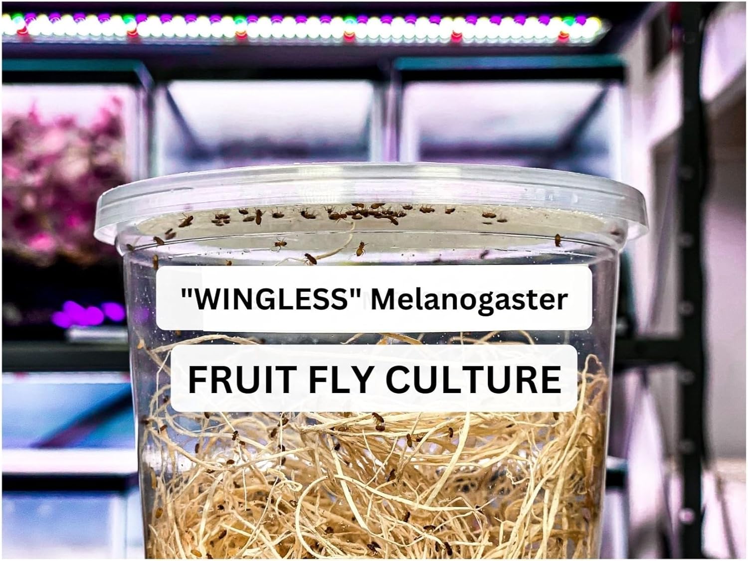 Creation Cultivated 32oz Fruit Fly Culture, Live Feeder Insects & Flightless Fruit Flies for Dart Frogs, Praying Mantis, Jumping Spider Food, Geckos & Lizards, (Wingless Drosophila Melanogaster)