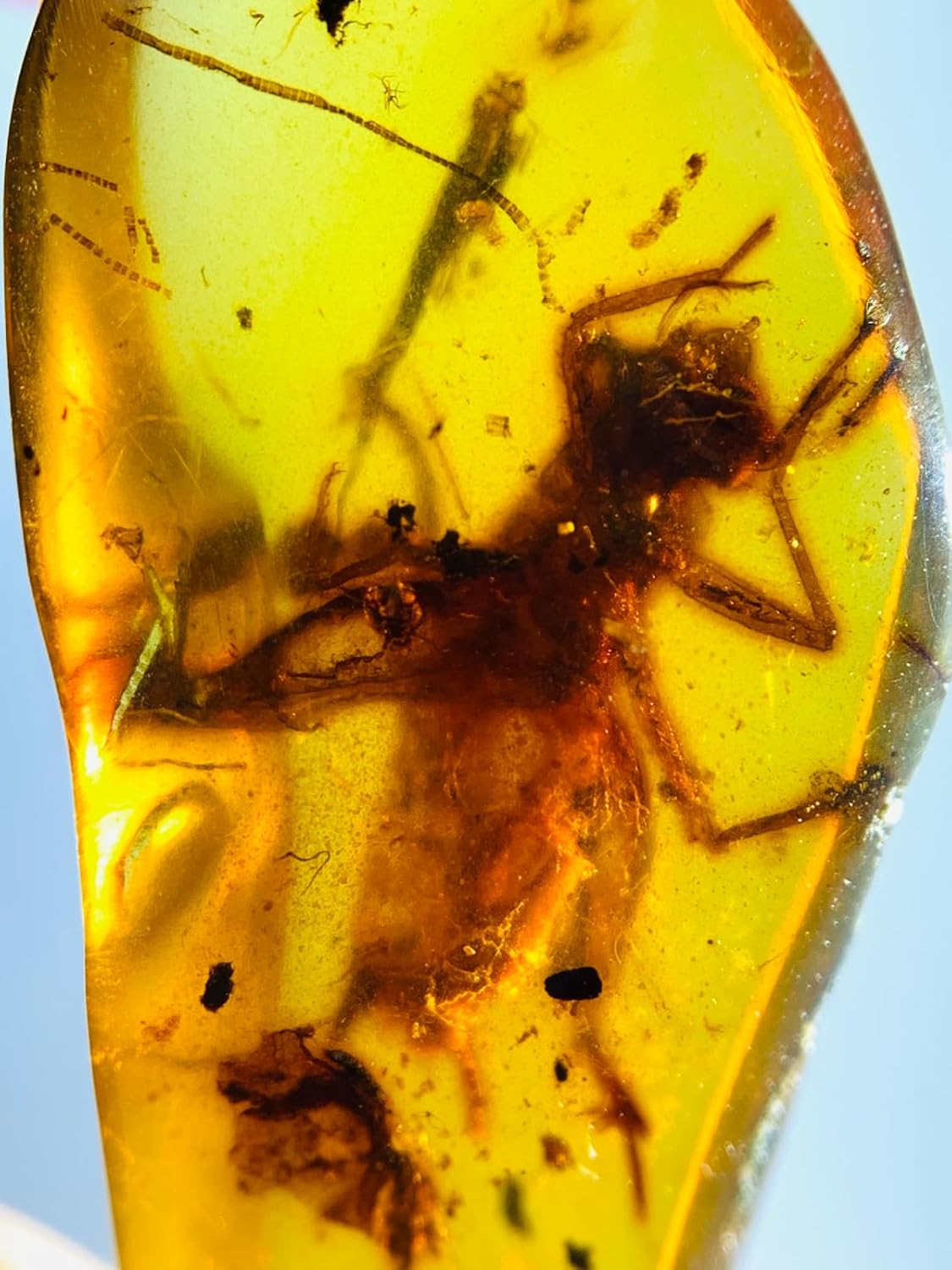 Burmese burmite Cretaceous Grasshopper Insect Fossil Amber Myanmar