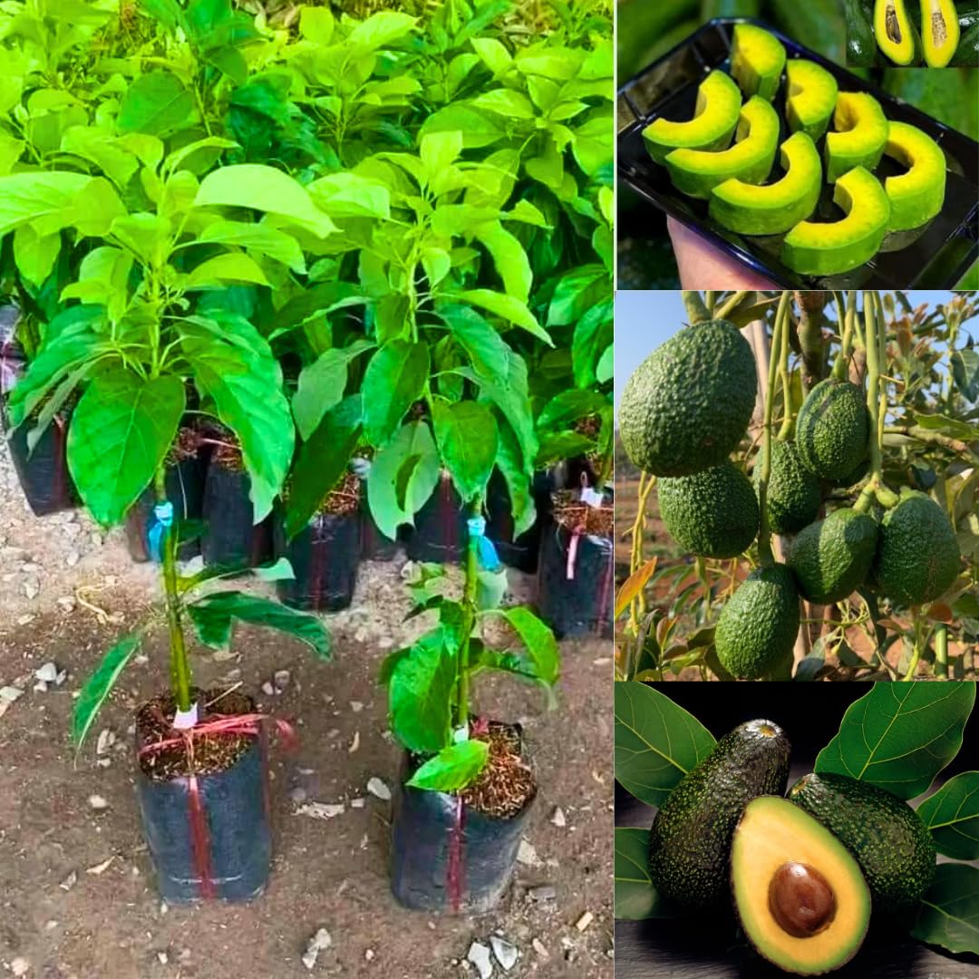 Amazon.com : 8-12" HASS Cold Hardy Avocado Tree Live Plant in Pot,  Well-Rooted 9 Months Old Avocado : Patio, Lawn & Garden