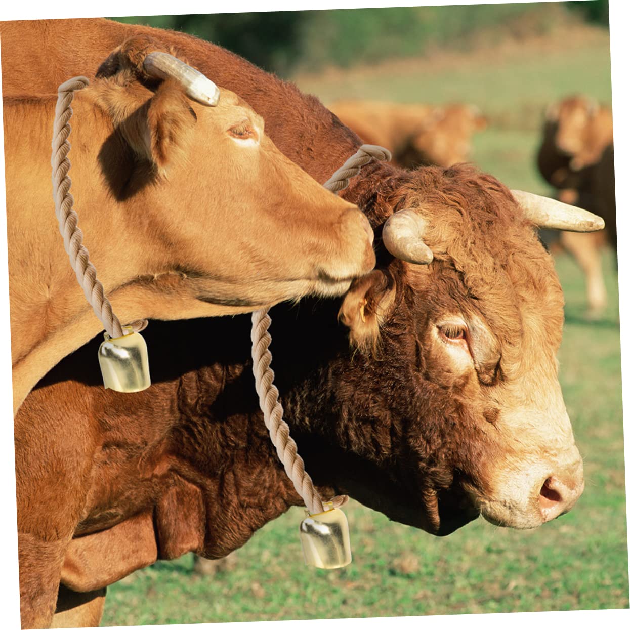 Campane da Bovini in Ferro 4 Pezzi, Oro, Aspetto Retrò