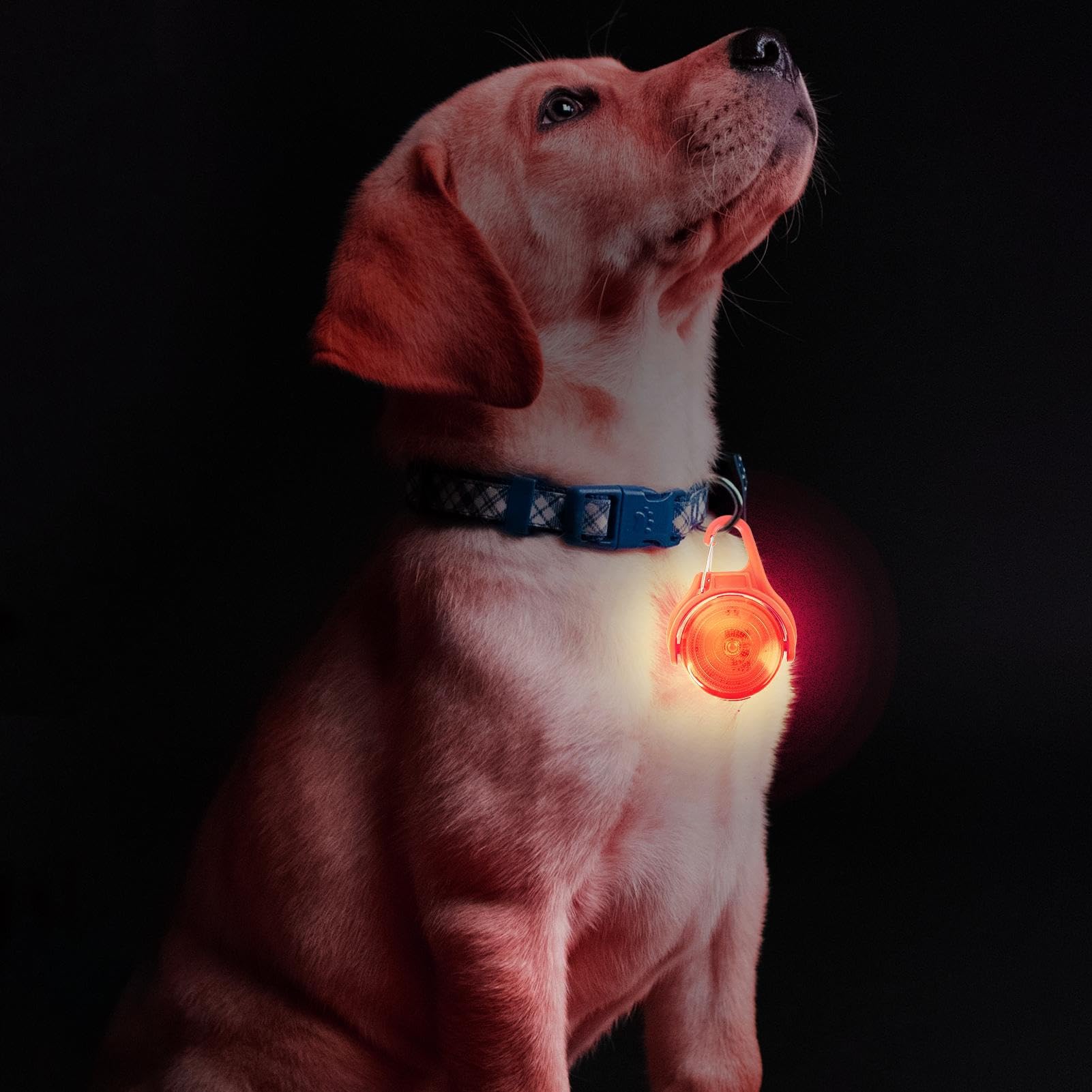 Lampada da passeggio per cani ricaricabile,luci per collare per cani | Luce per collare per animali ricaricabile tramite USB - Torcia per cani multiuso per alpinismo, guida notturna, corsa notturna e