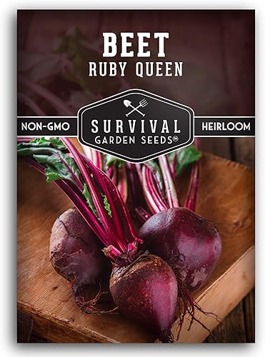 Survival Garden Seeds - Semilla de remolacha Ruby Queen para plantar - Paquete con instrucciones para plantar y cultivar remolachas rojas dulces,