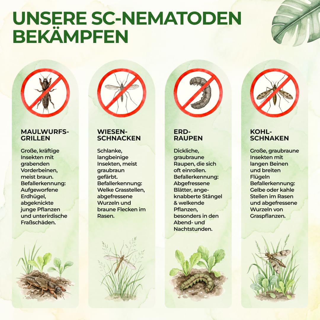 GREEN GUARDIA Super SC-Nematoden gegen Maulwurfsgrillen, Wiesenschnaken und Erdraupen – 25 Mio. (50m²) - Biologisches Mittel zur effektiven Maulwurfsgrillen Bekämpfung, ohne Chemie –