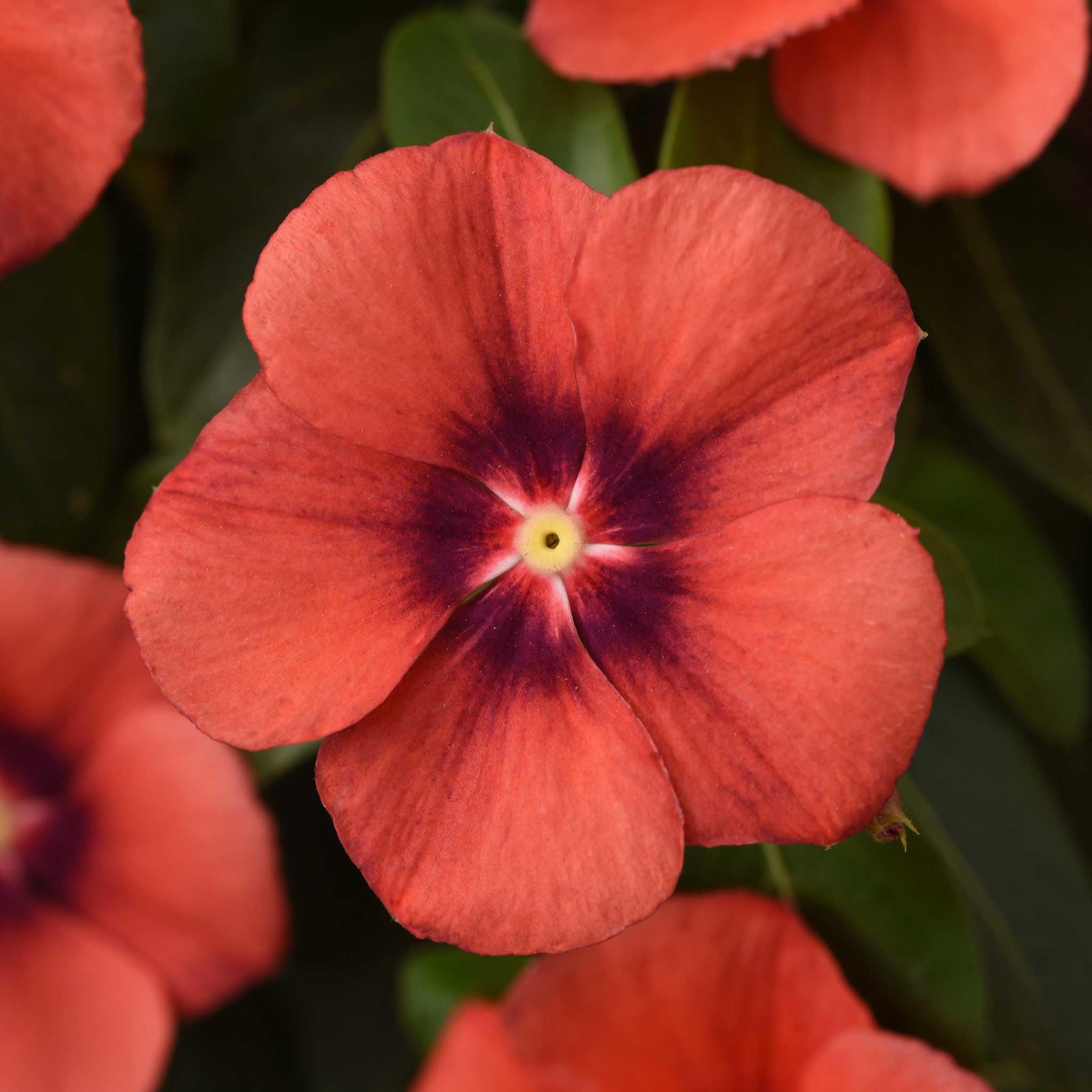 Eden Brothers Vinca Seeds - Tattoo Tangerine