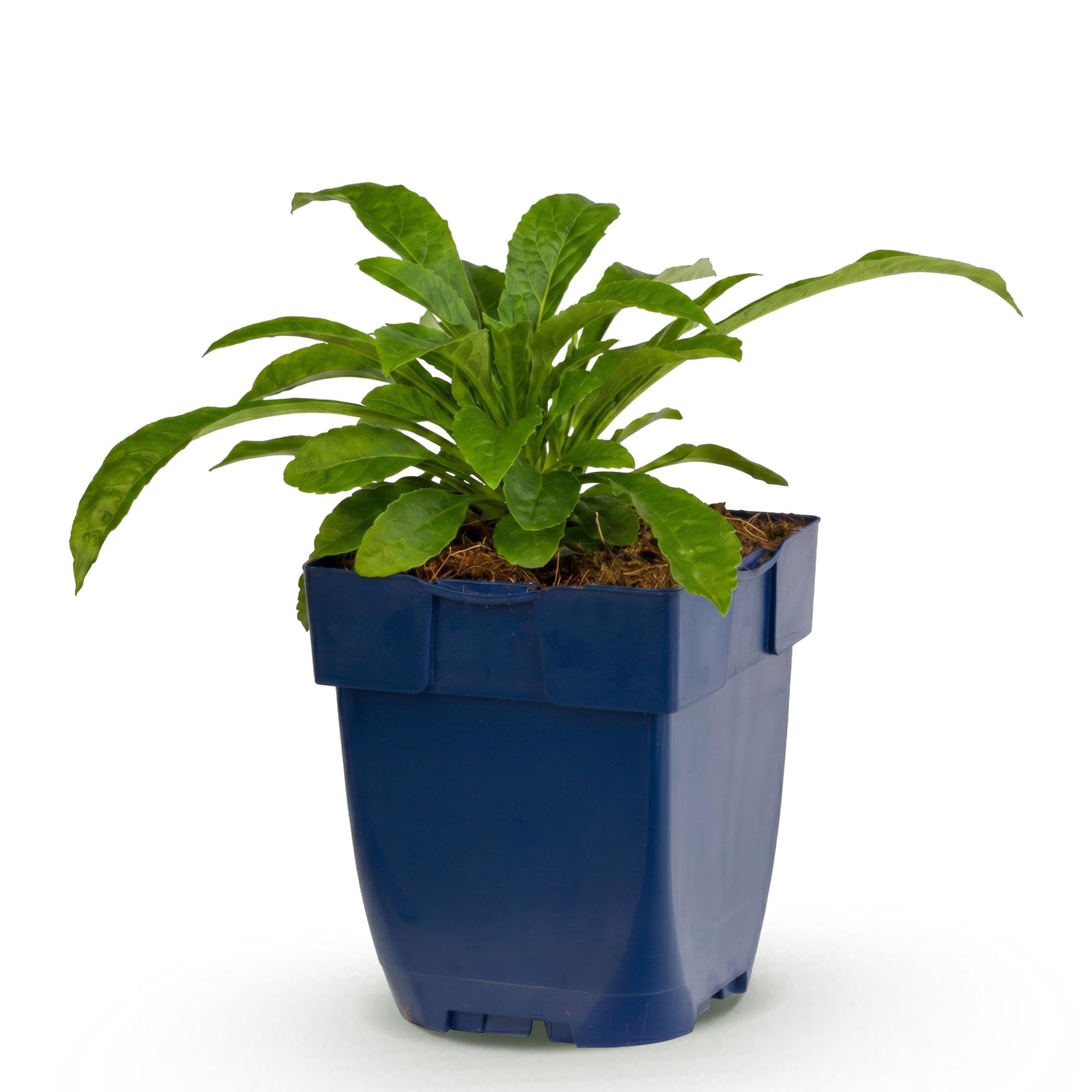 Pianta Perenne Campanula Pers. Alba, Bianco, 1 Pianta, Vaso 11cm, 15-25cm