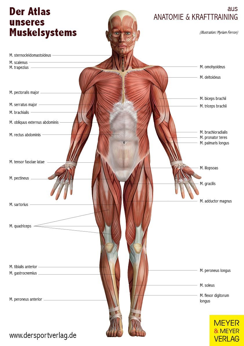 Anatomie und Sport-Bundle. Was bewirken Sport und Fitnessübungen? Ein Gesamtüberblick mit mehr als 500 Darstellungen zum Muskel- und Ausdauertraining.