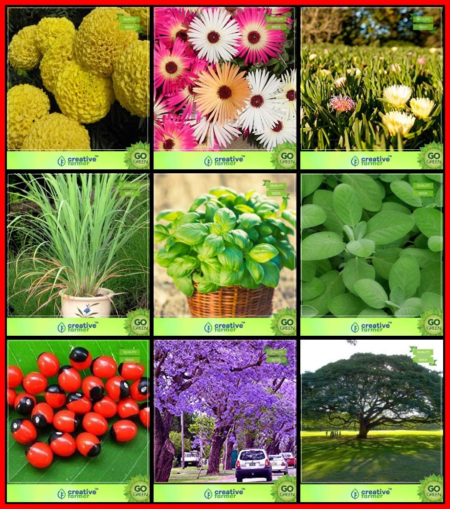 Creative Farmer Seeds Combo Flower Seeds and Tree Seeds : Rosary Pea, Blue Jacaranda, Monkey Pod, Sage Broad Leaved, Basil Green, Lemon Grass, Marigold-Dhan Basanti, Burf-Heavens and Others -1 Packs (B07HTWXVLS) Amazon Price History, Amazon Price Tracker