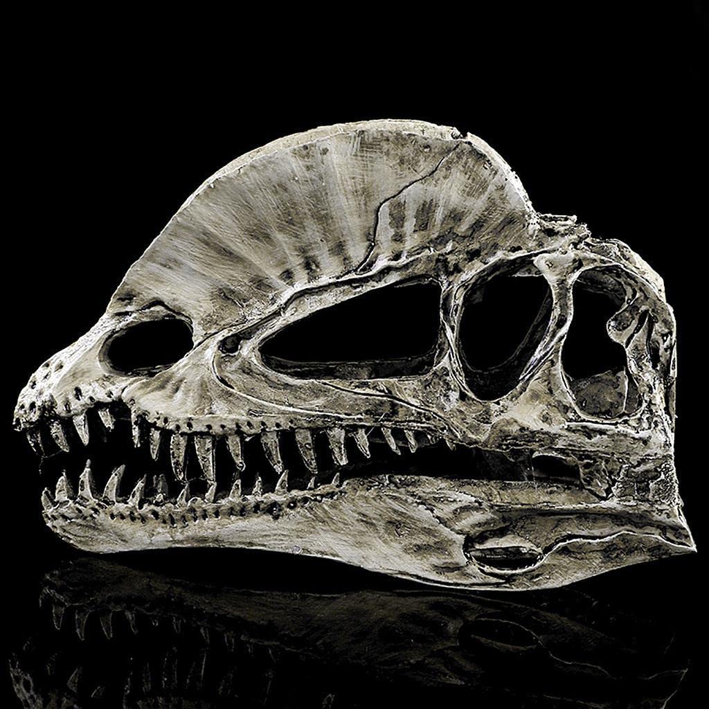 Crâne de Dinosaure en Résine pour Terrarium - Déco Fossile - - LeTerrarium