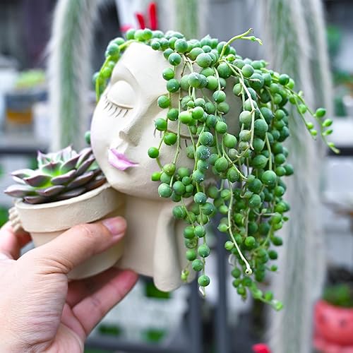 Miniatura 6 de String of Pearls (4-inch), Succulents Plants Live, Succulent Plants Fully Rooted in Pots with Soil, Easy-Care House Plant for DIY, Home Office