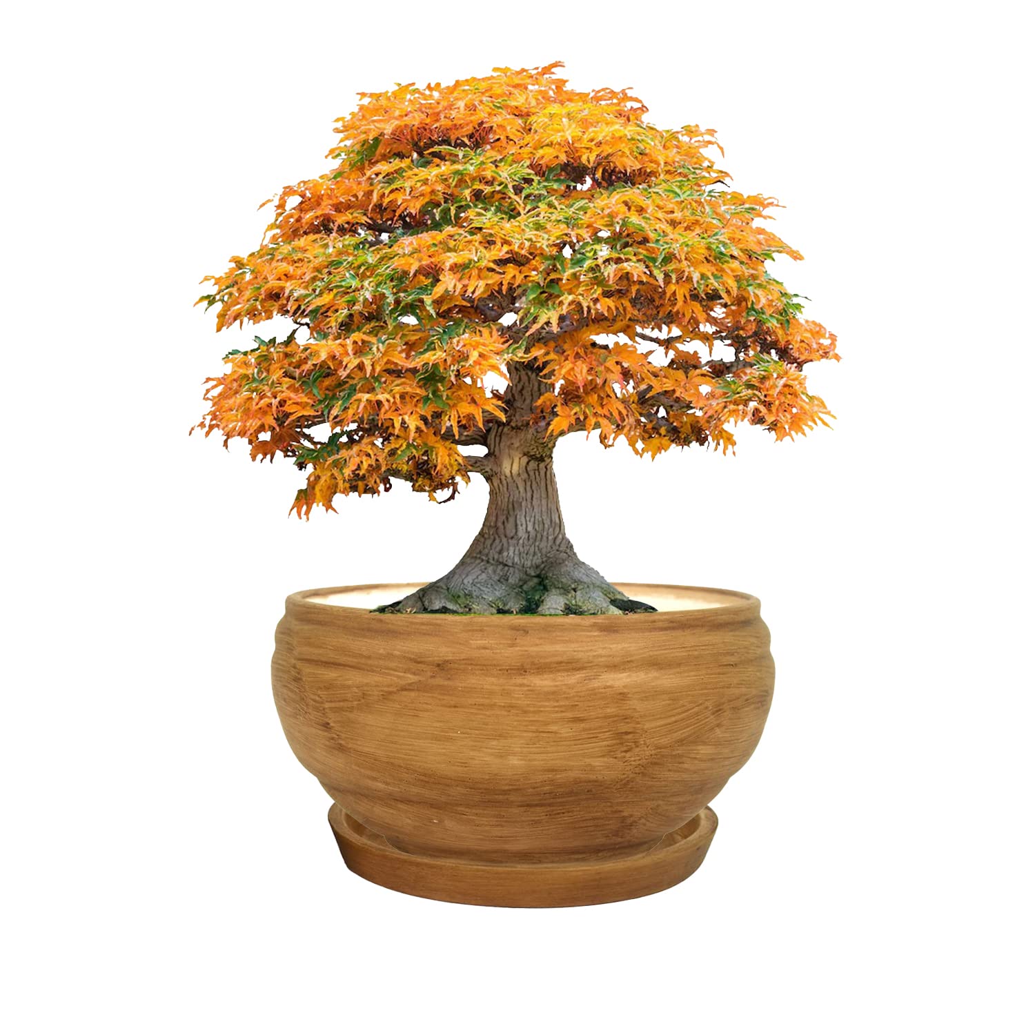 See full amazon price history chart for Oodlesfly || Bonsai (Color: Brown) Ceramic Pot for Indoor Outdoor Home Decor Balcony Garden Office Table Flower pots (Plant not Include) (H-6 CM,D-18 CM) Oodlesfly || Bonsai (Color: Brown) Ceramic Pot for Indoor Outdoor Home Decor Balcony Garden Office Table Flower pots (Plant not Include) (H-6 CM,D-18 CM) (B0BXQ2MD68) Amazon Price History, Amazon Price Tracker