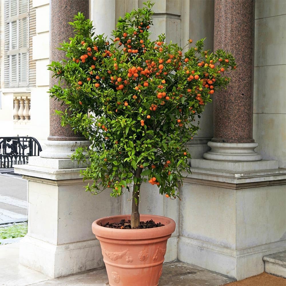 Brighter Blooms - Calamondin Orange Tree, 1-2 ft. - No Shipping to AK, AL, AZ, CA, FL, GA, HI, LA, MS, OR, TX