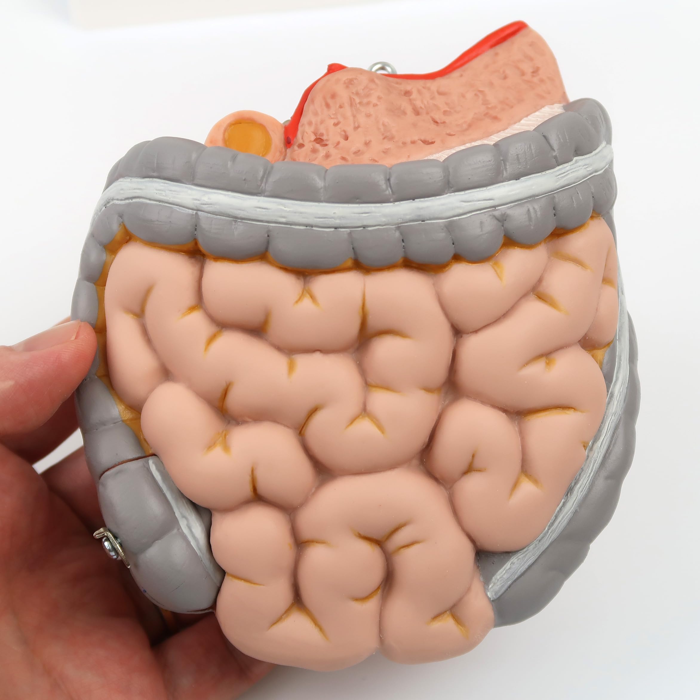 3B Scientific B22 Mini Torso, in 12 Parti + software gratuito di anatomia - 3B Smart Anatomy
