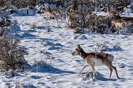 ARN D?cor Child Deer Scenery Wall Sticker Wall Sticker for Bed Room Hall Office Kitchen for Home Decoration