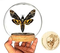 Vista 30 de Mantis Real Enmarcada Creobroter Insecto Muerto Escarabajo Verde Seco Caja de Sombra Flotante 3D Marco de Vidrio Espécimen de Taxidermia