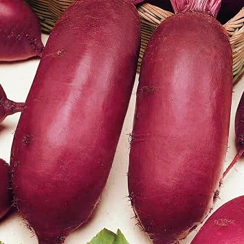 50 UK Exhibition Giant Long Beetroot Seeds XL Beet Vegetables to Plant & Grow