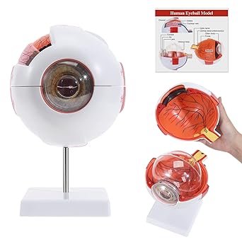 SKUMOD Eyeball Anatomical Model, Detachable Eyeball Model 7 Parts, Scientific Eyeball Model Include Corneal, Sclera, Choroid, Retina, Iris, Lens, Vitreous Body, Optic Nerve Etc with Colorful Manual