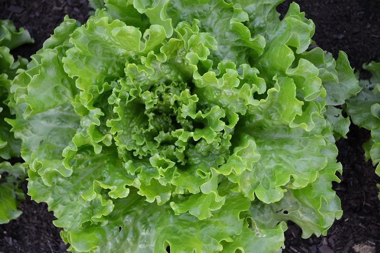 Batch of 500 Golden Spring Lettuce Seeds - Very Early Variety - Tender and Crunchy - Rich in Nutrients - Easy to Grow - Gustative Quality - Reproducible