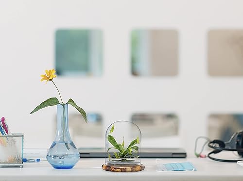 Miniatura 4 de Jarra viva sin mantenimiento (Nepenthes tobaica) Terrario con musgo de rocío solar en tarro de vidrio autosostenible, sin mantenimiento, gran regalo