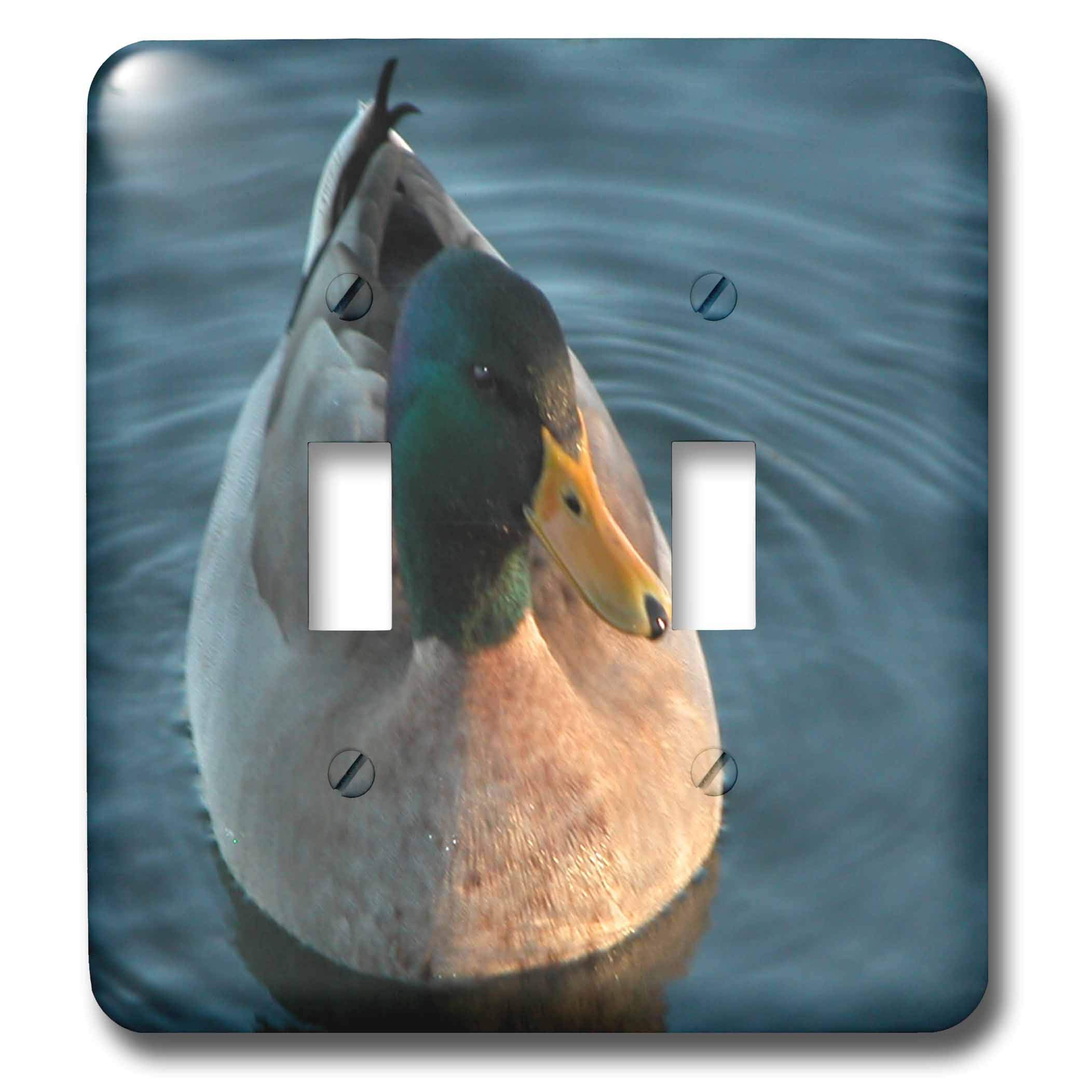 Amazon.com: 3dRose LLC LSP _ 18716 _ 2 Drake Mallard de pato doble