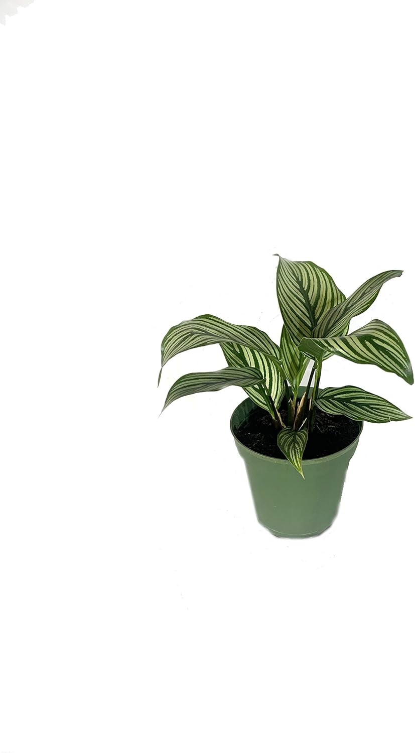 Indoor Calathea Houseplant Collection - 5 Live Plants in 4 Inch Pots - Grower's Choice Based on Health, Beauty and Availability - Beautiful Easy to Grow Air Purifying Indoor Plants