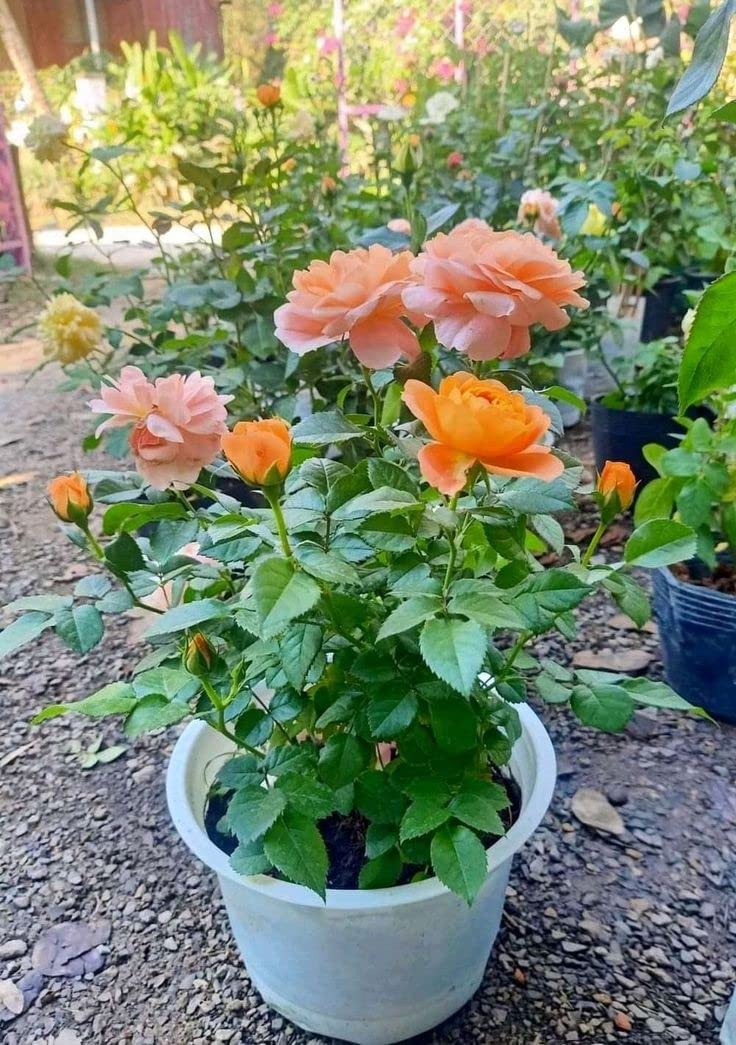 Mphmi Live Plants Nursery Garden Damascus Rose, Scented Rose (Any Color) - Plant (B0BV6NQ13G) Amazon Price History, Amazon Price Tracker