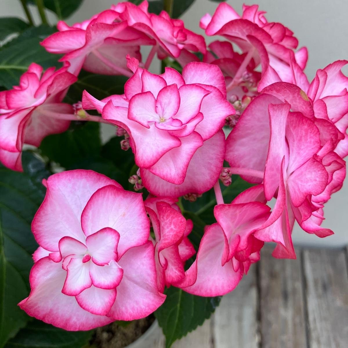 ❗新品完全未開封❗クリスタルファウンテン　ローズクォーツ　大理石 セール 未開封クリスタルファウンテン ローズクォーツ 大理石