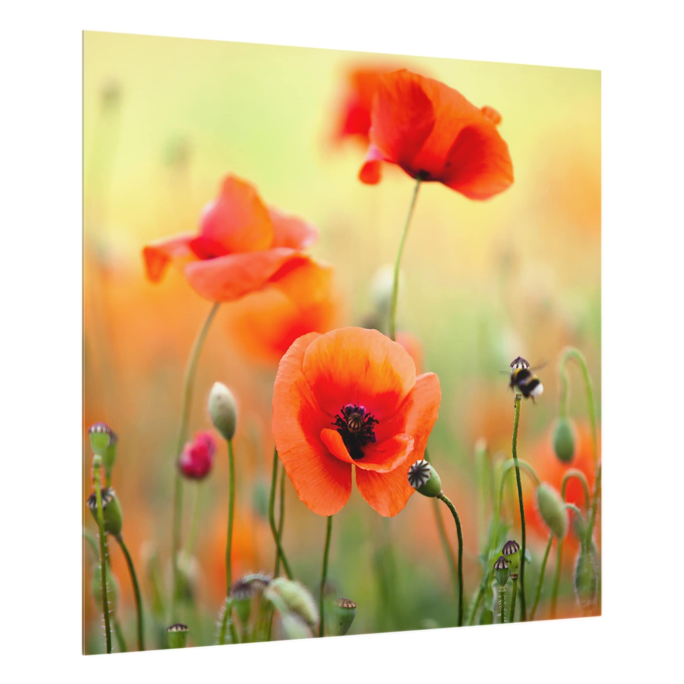Fond de hotte avec support épaisseur 4mm fleurs crédence cuisine coquelicot verre trempé panneau mural vert crédence en verre motif cuisine 1973 (60x59cm)