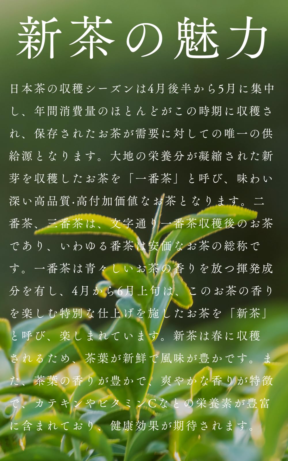 Amazon | 【銘茶園】 2026年 新茶 うれしの 嬉野茶 煎茶 80g 九州銘茶